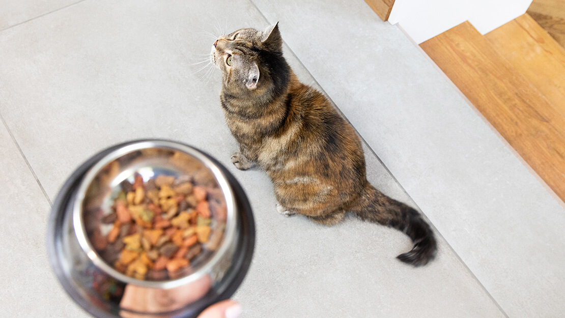 Dry cat food for digestive clearance issues